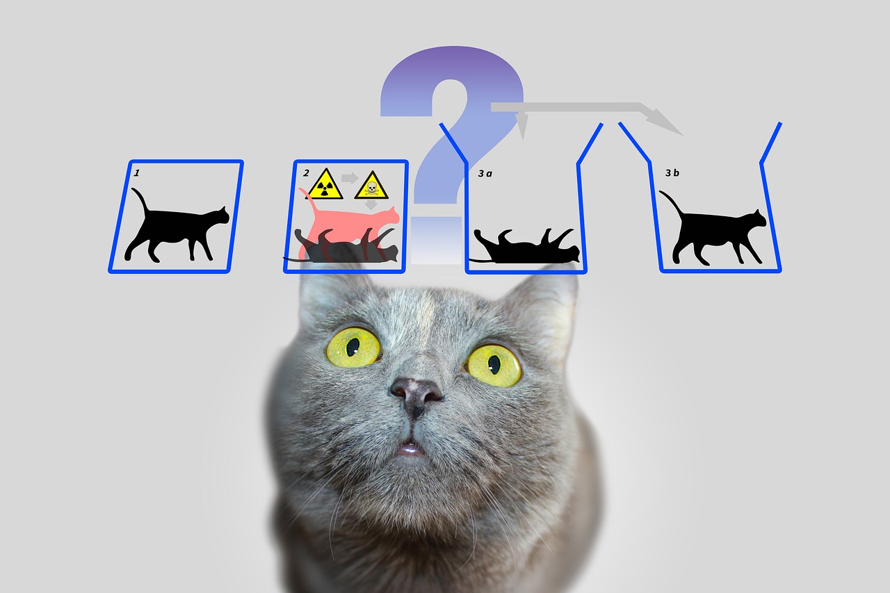 gato